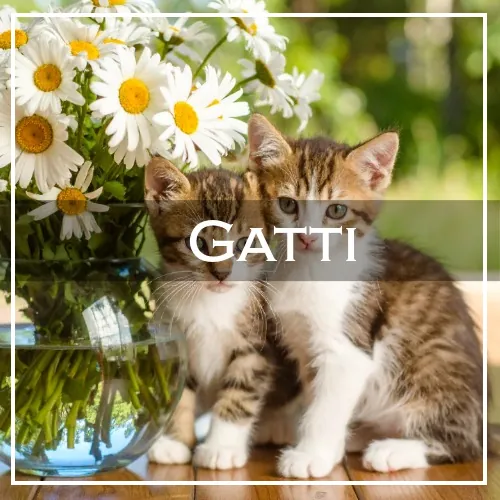Gatti caption